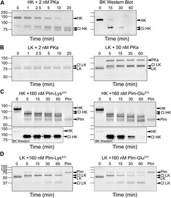 Mechanisms involved in hereditary angioedema with normal C1-inhibitor activity